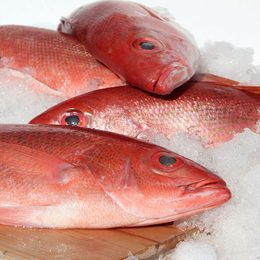 Snapper